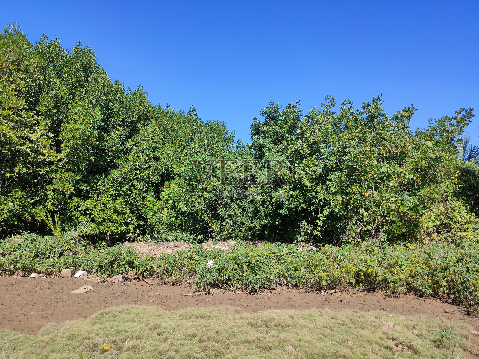 红树林作为绿化带照片摄影图片