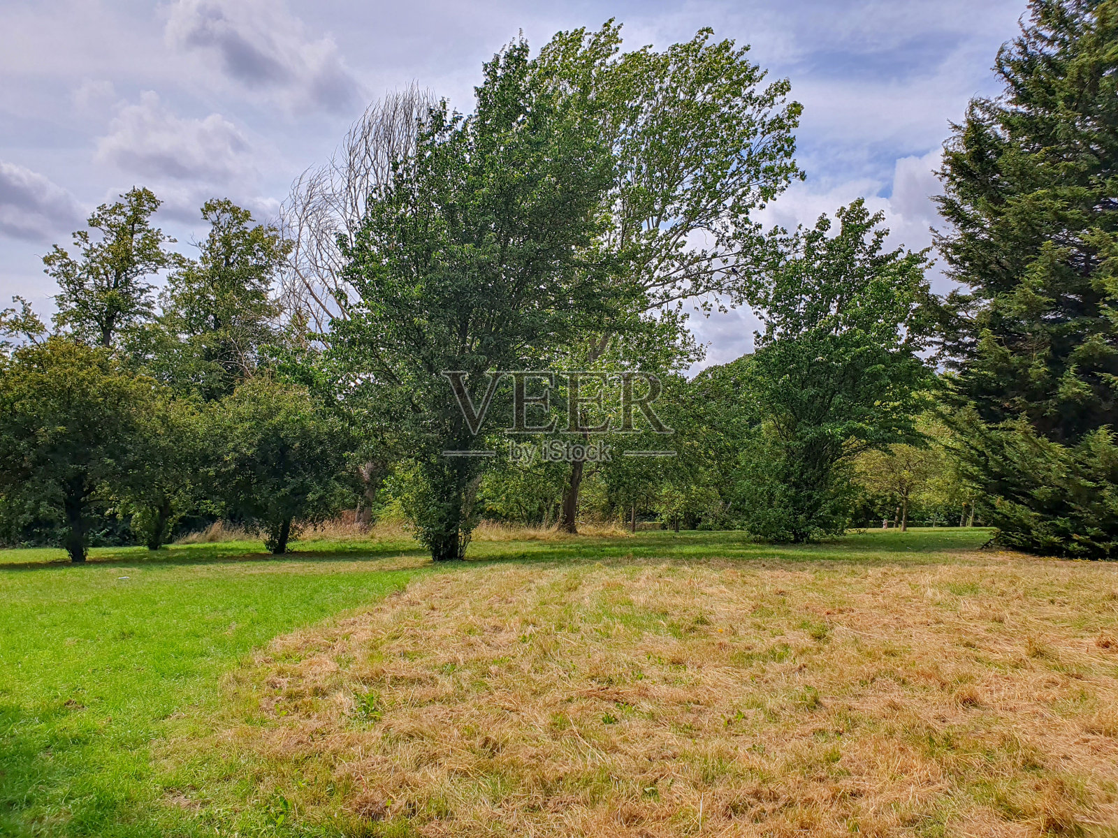 一片绿树成荫的草地，蔚蓝多云的天空，阳光明媚照片摄影图片