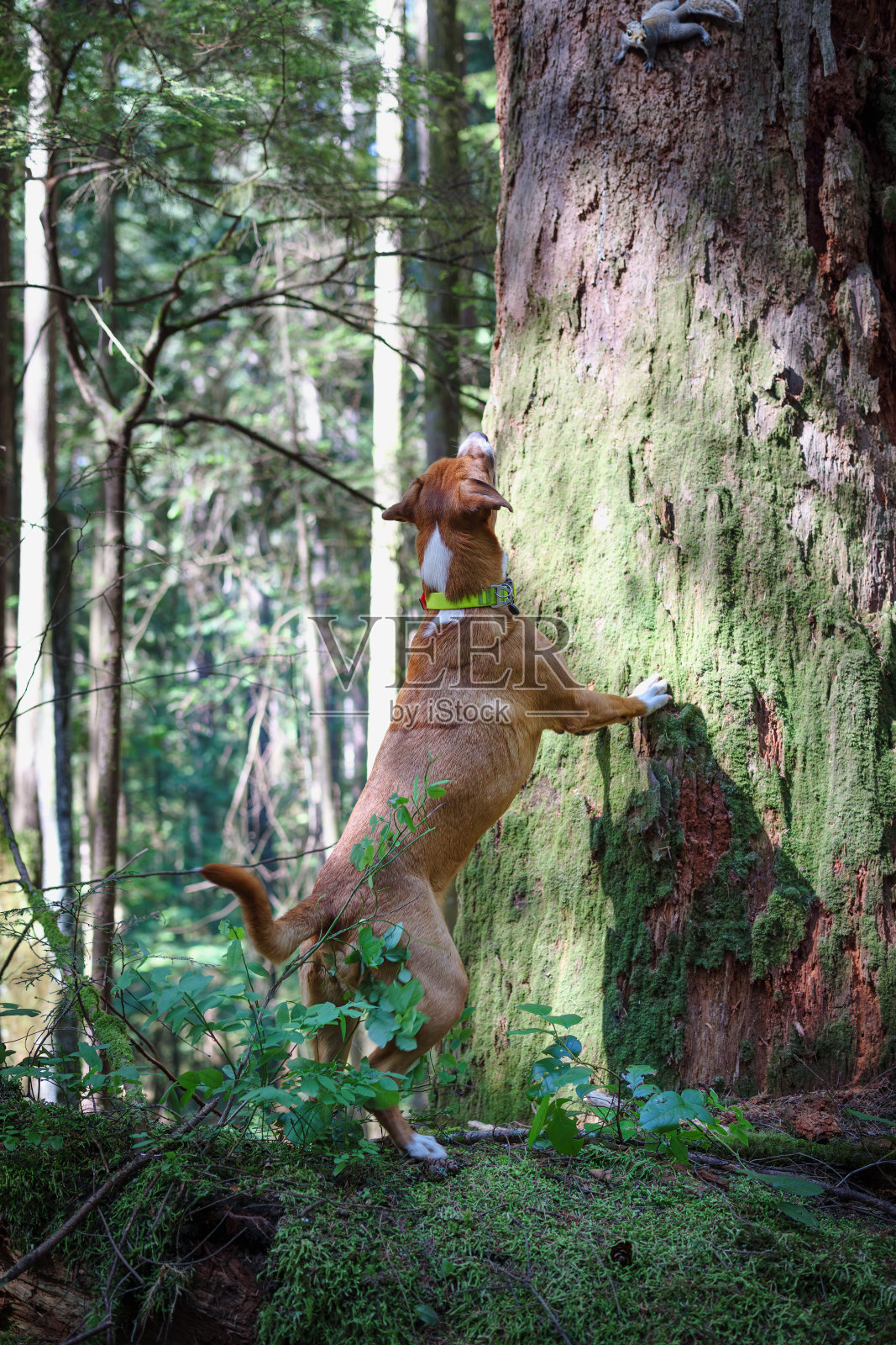 狗在树上追逐松鼠照片摄影图片