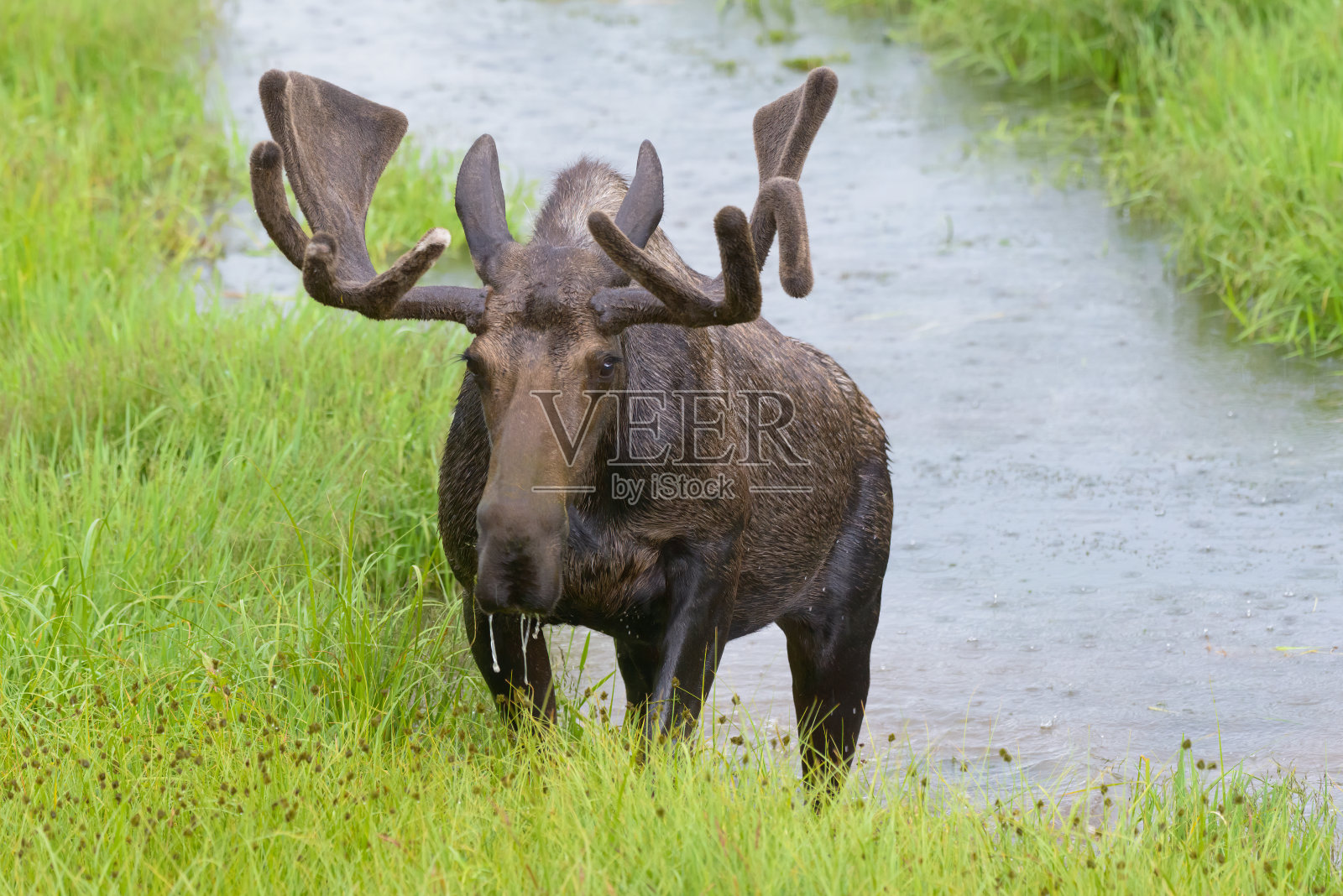 雨中在山涧中的公驼鹿。照片摄影图片