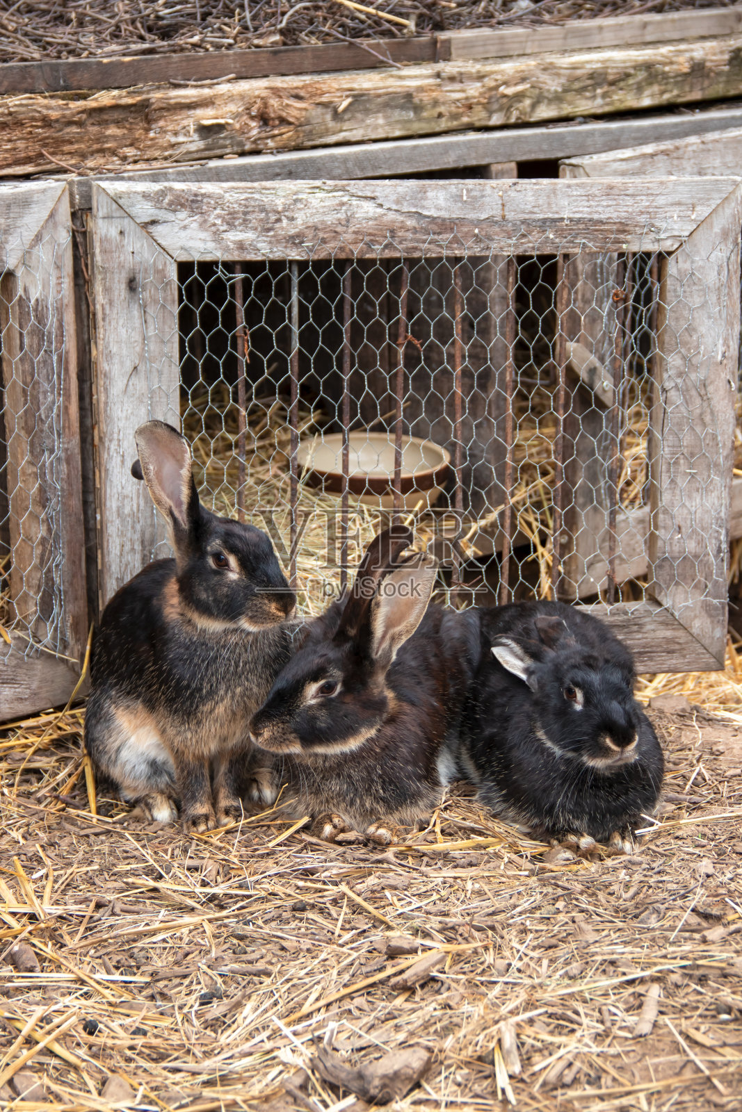 黑兔子在笼子前照片摄影图片