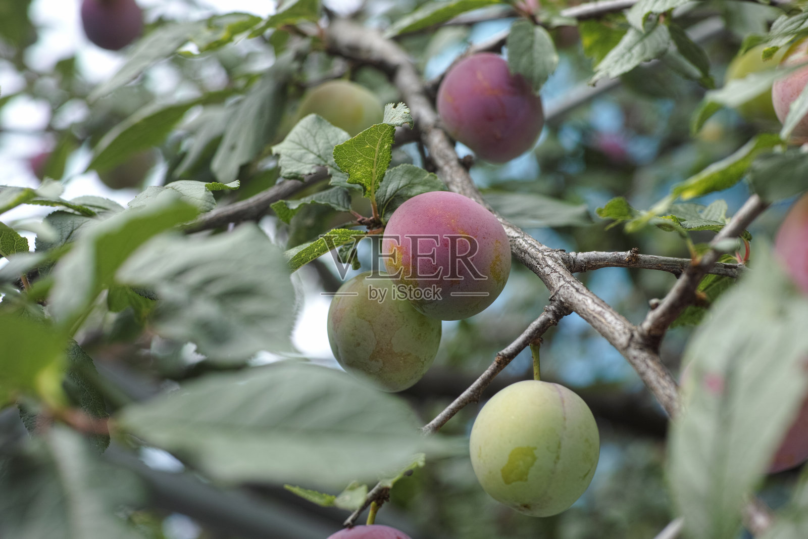 未成熟的李子挂在梅树的树枝上照片摄影图片