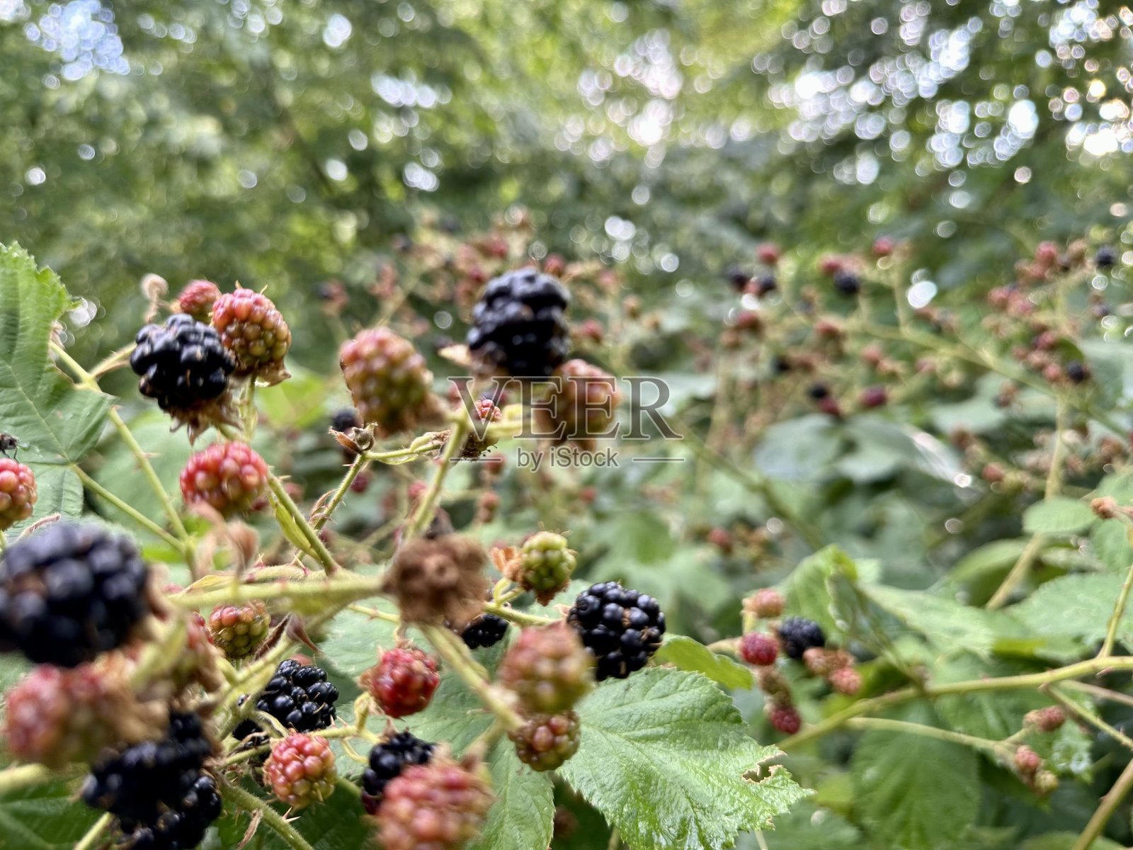 野生黑莓照片摄影图片