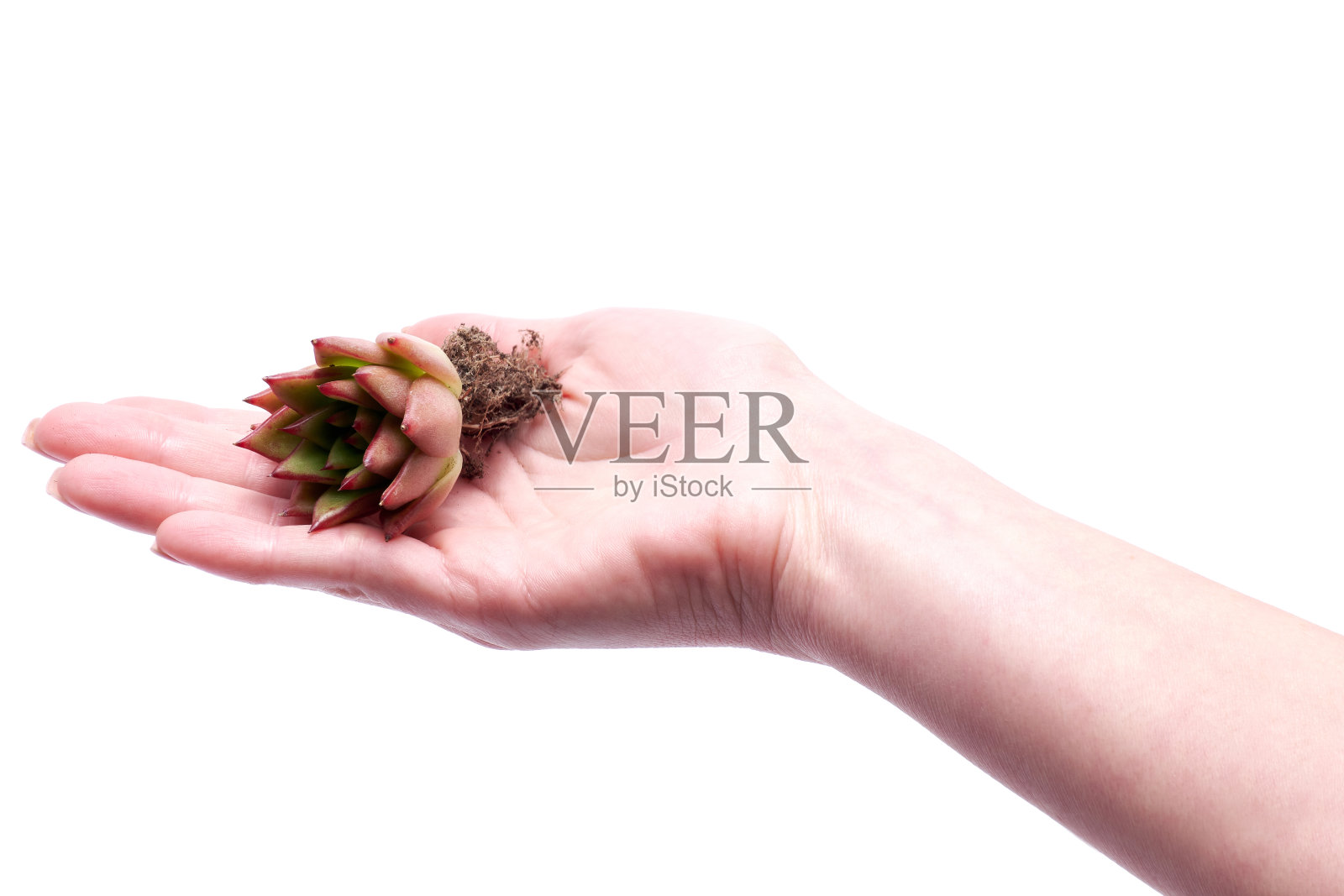 多肉植物，根离生在白底照片摄影图片