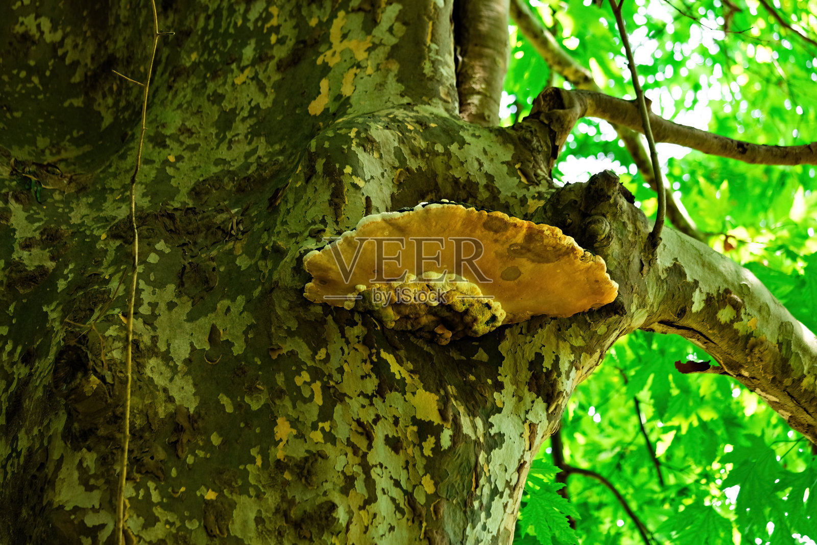 树干上的木蘑菇照片摄影图片