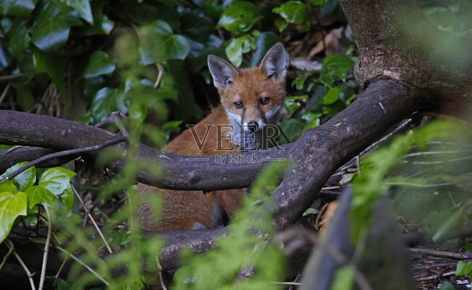 小狐狸在花园里探险照片摄影图片