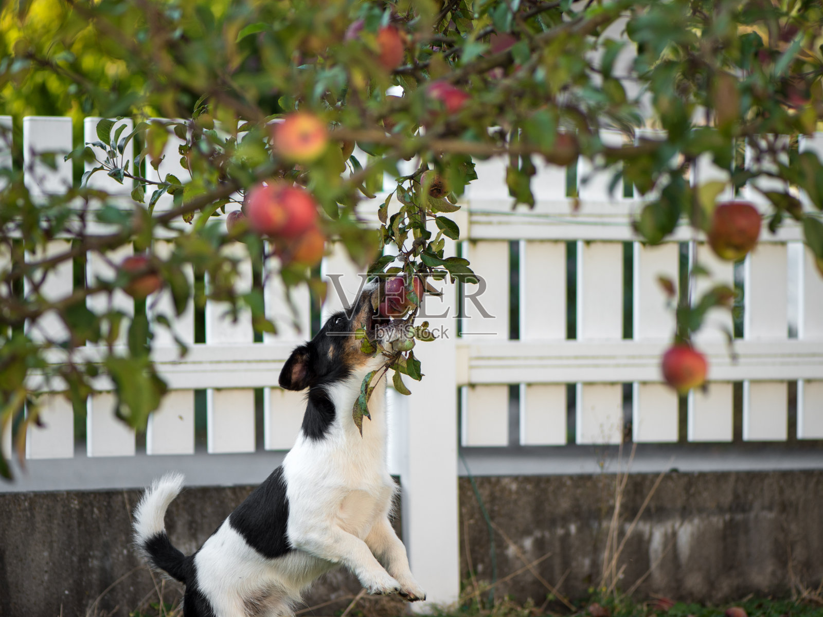 秋天，小杰克罗素梗在花园里的苹果树下照片摄影图片