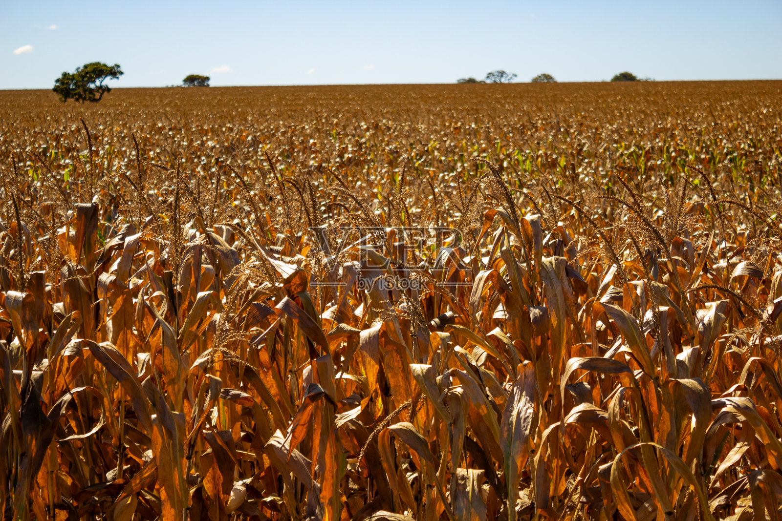 玉米种植。照片摄影图片