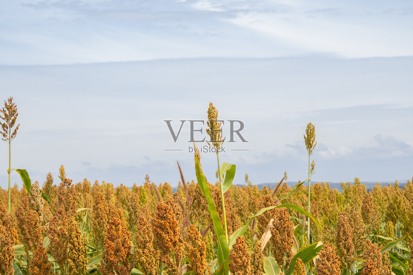 高粱种植园。照片摄影图片