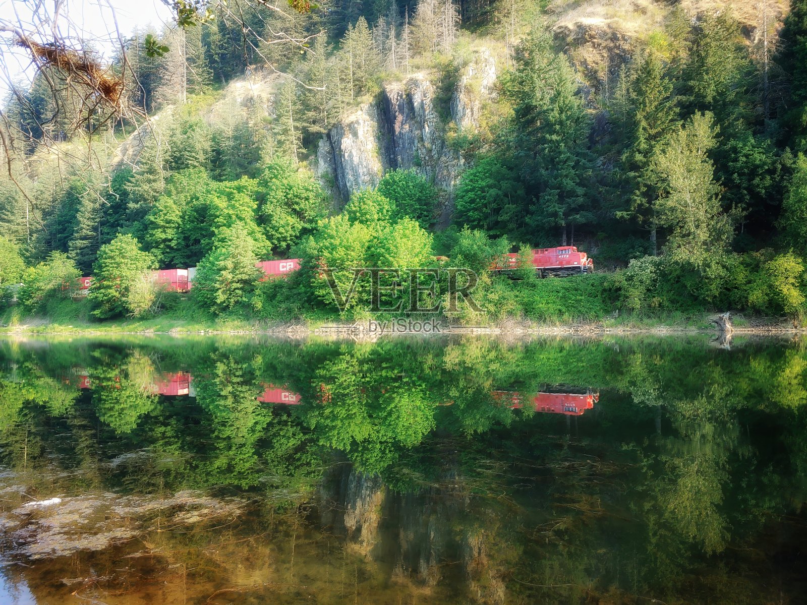 Nicomen泥沼照片摄影图片