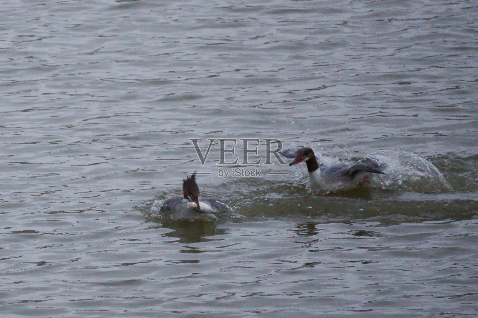 普通秋沙鸭照片摄影图片