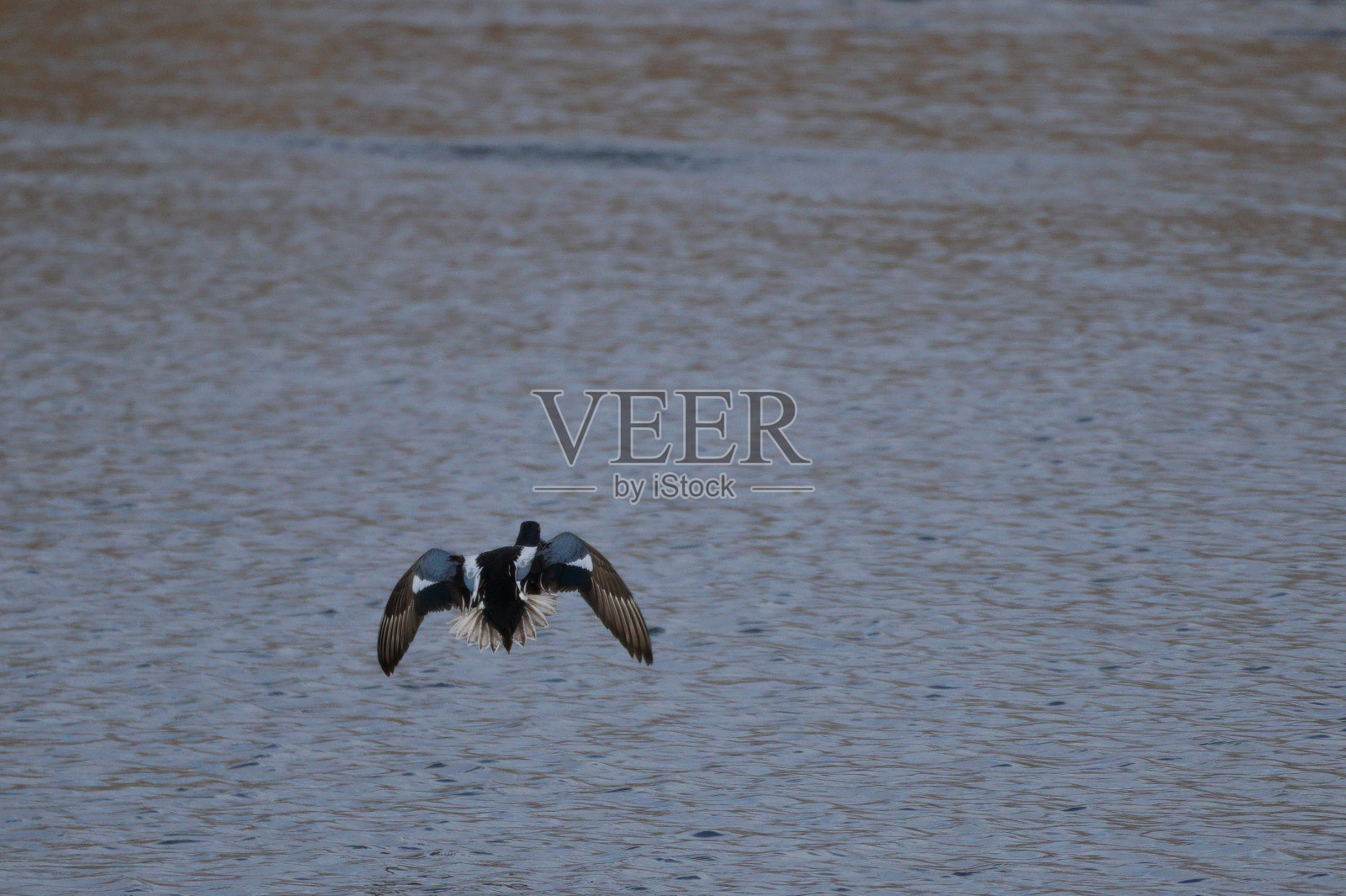 北铲降落在池塘照片摄影图片