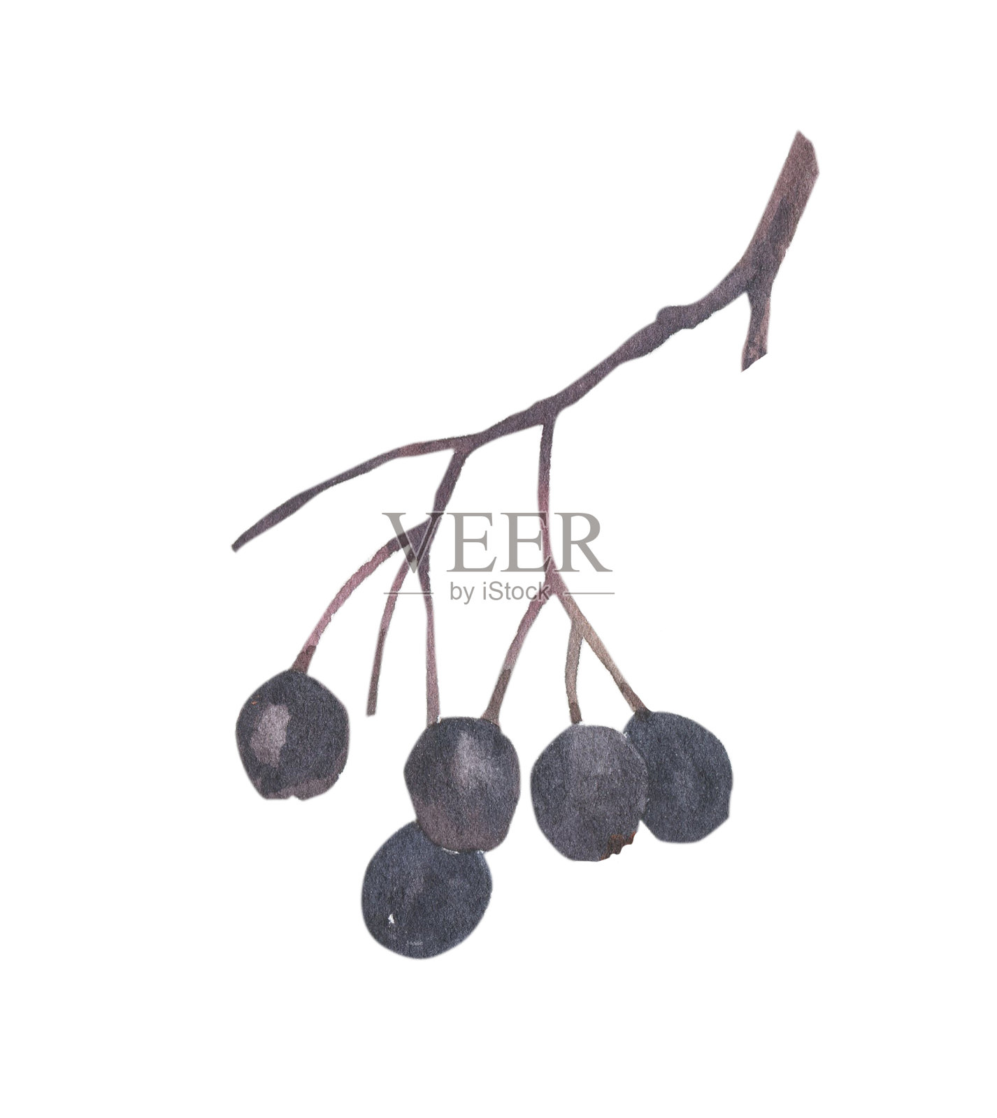 明亮的秋叶在树枝上的种子和浆果，在白色的背景上用水彩画。插画图片素材