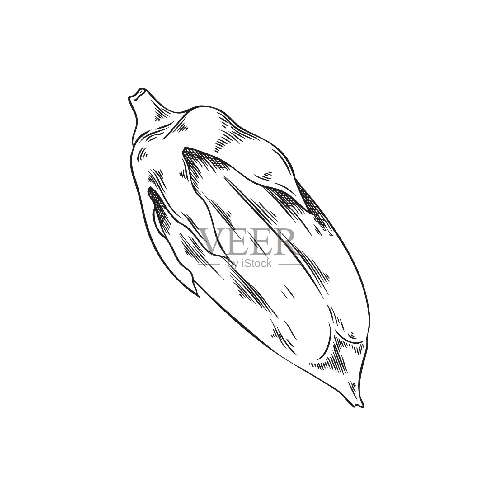 载体分离大纲说明，原料芝麻纯化种子胶囊，手绘生物香料，健康植物插画图片素材