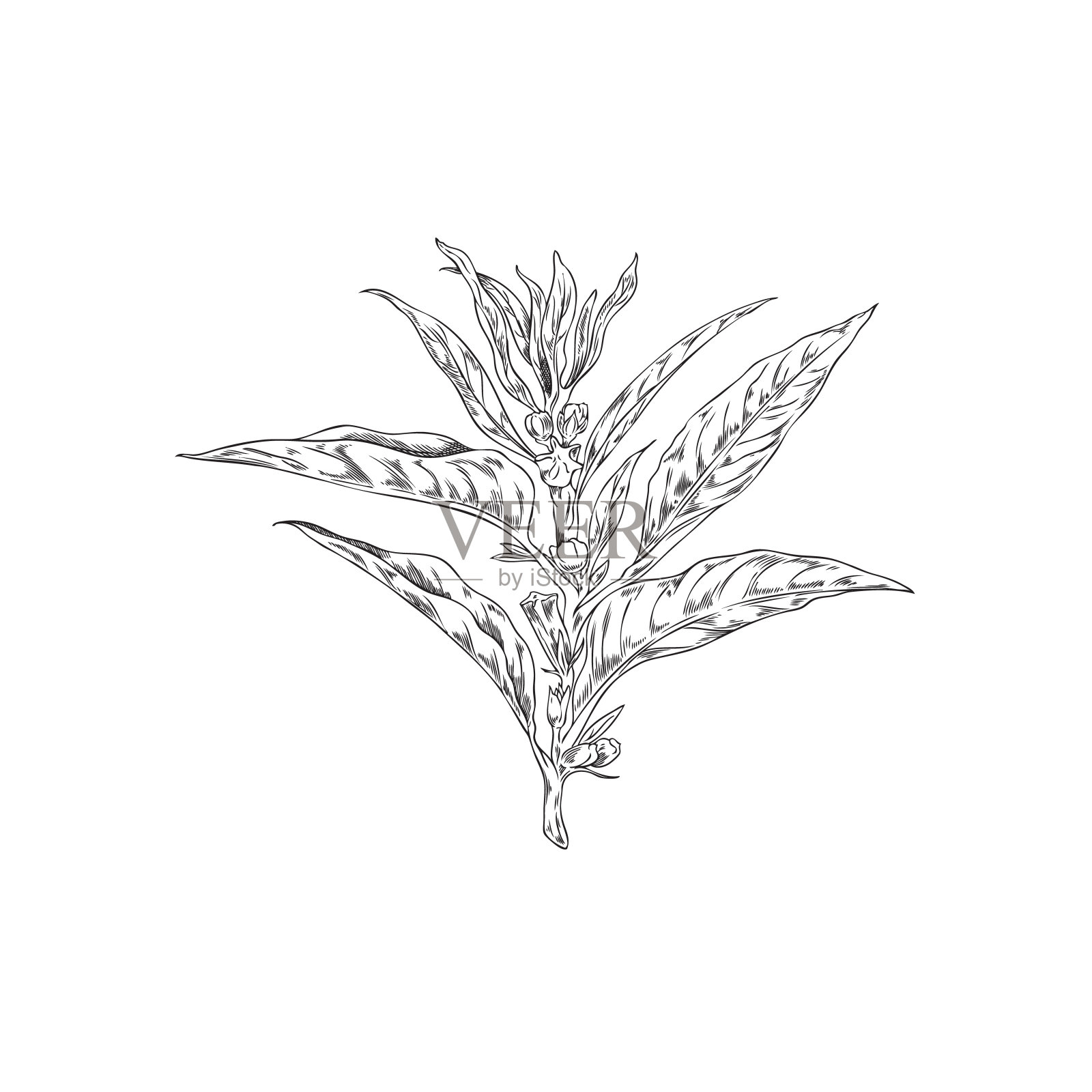 黑色轮廓素描芝麻种子分支，农业健康植物与叶，种子和花矢量插图插画图片素材