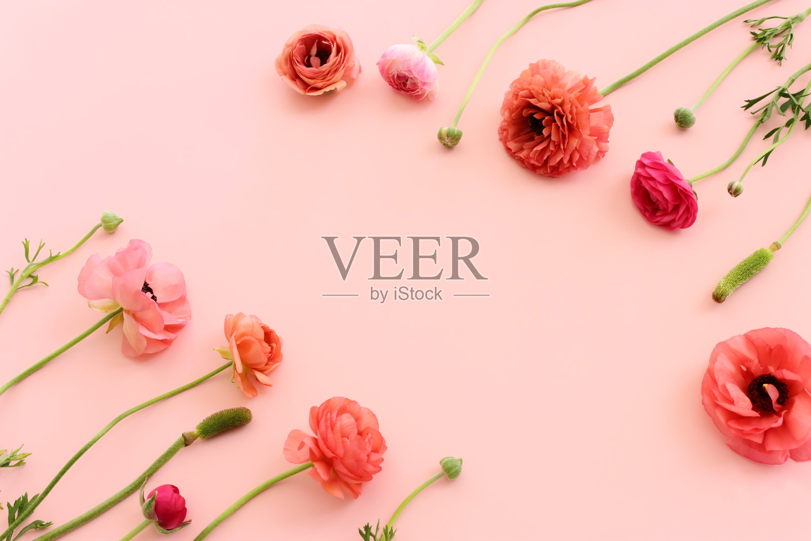 粉红色的花朵组成在柔和的背景俯视图图像照片摄影图片