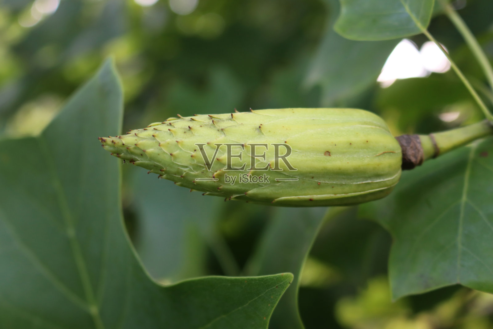 郁金香树或郁金香Liriodendron tulipifera的绿色未成熟种子球果照片摄影图片