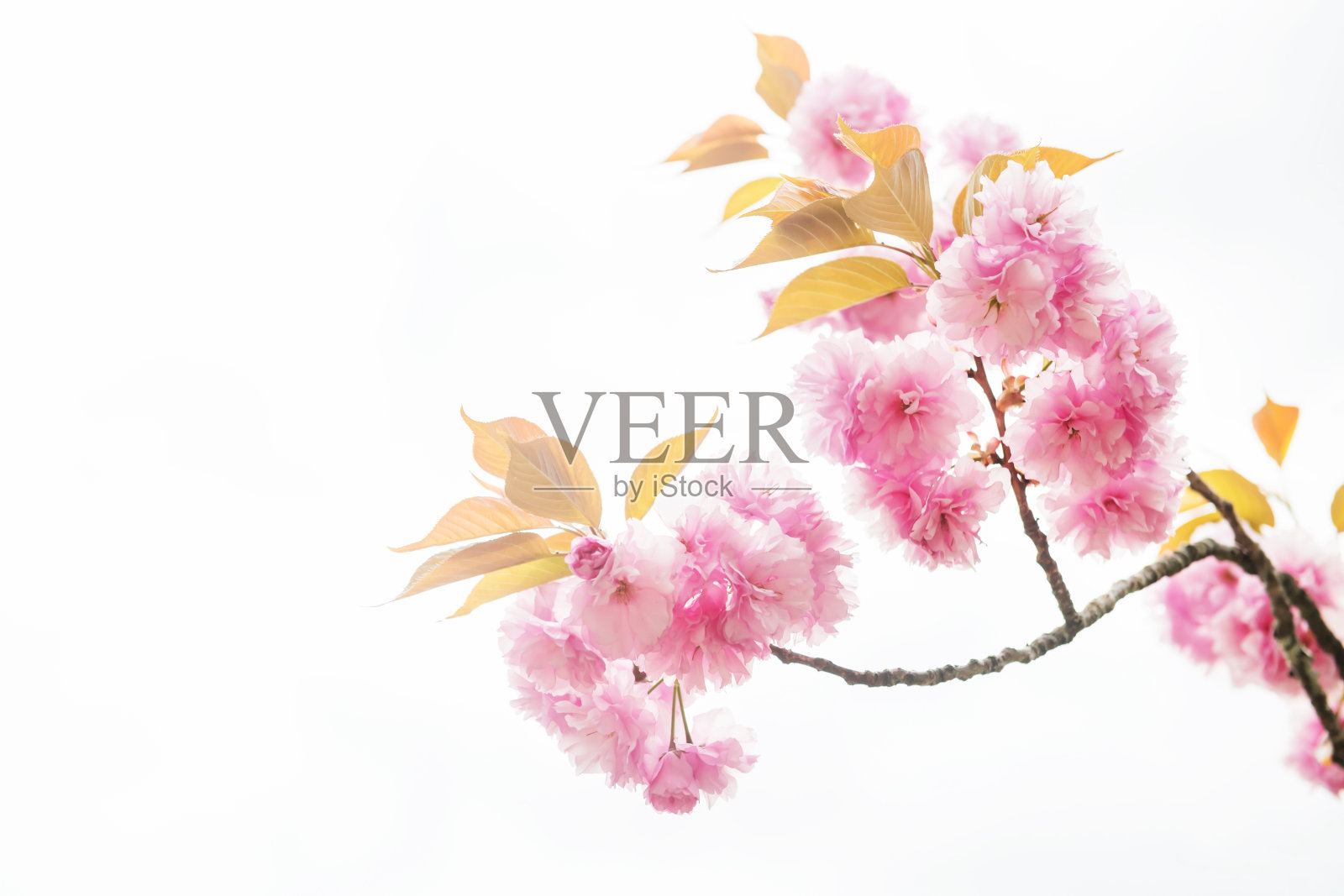 关山樱花或粉红色关山樱花孤立于白色上照片摄影图片