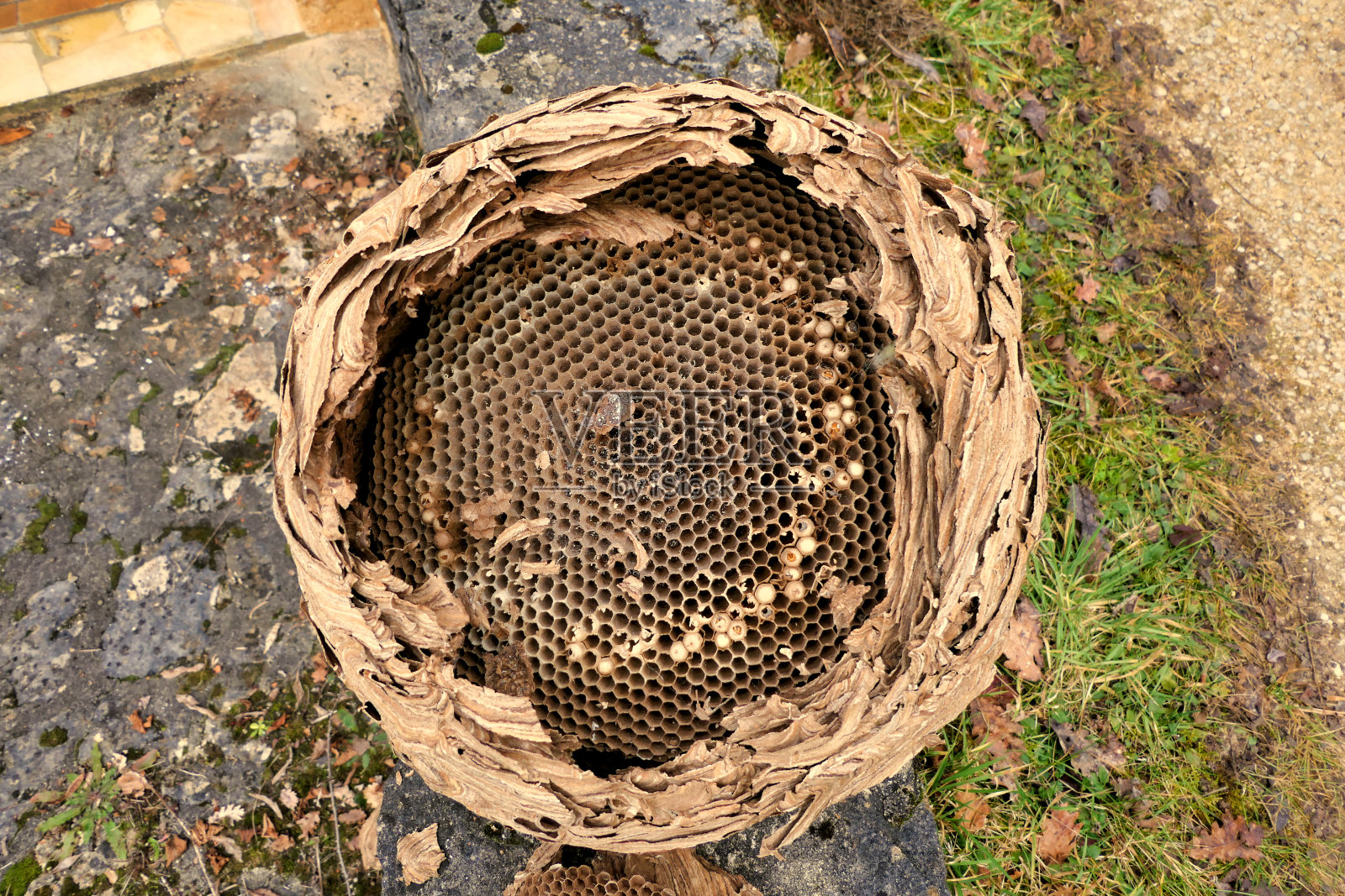 亚洲马蜂窝照片摄影图片