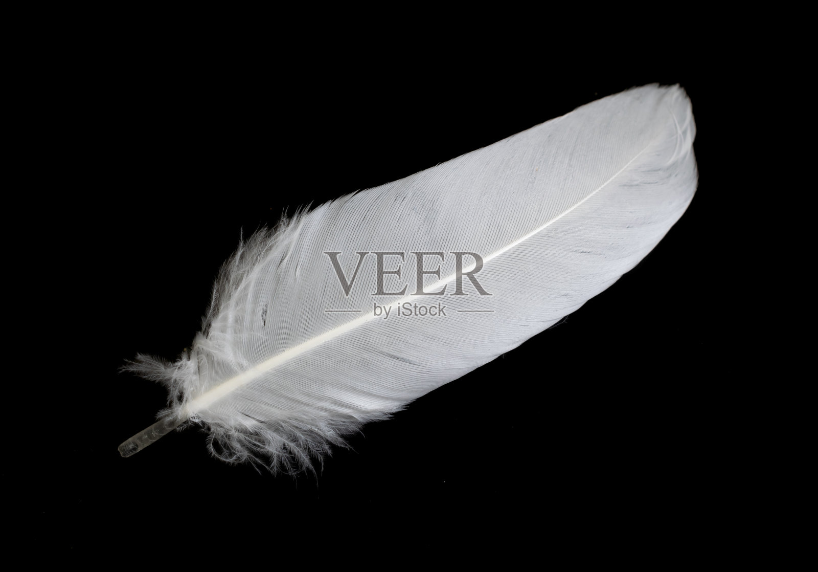 黑色背景上鹅的白色羽毛照片摄影图片