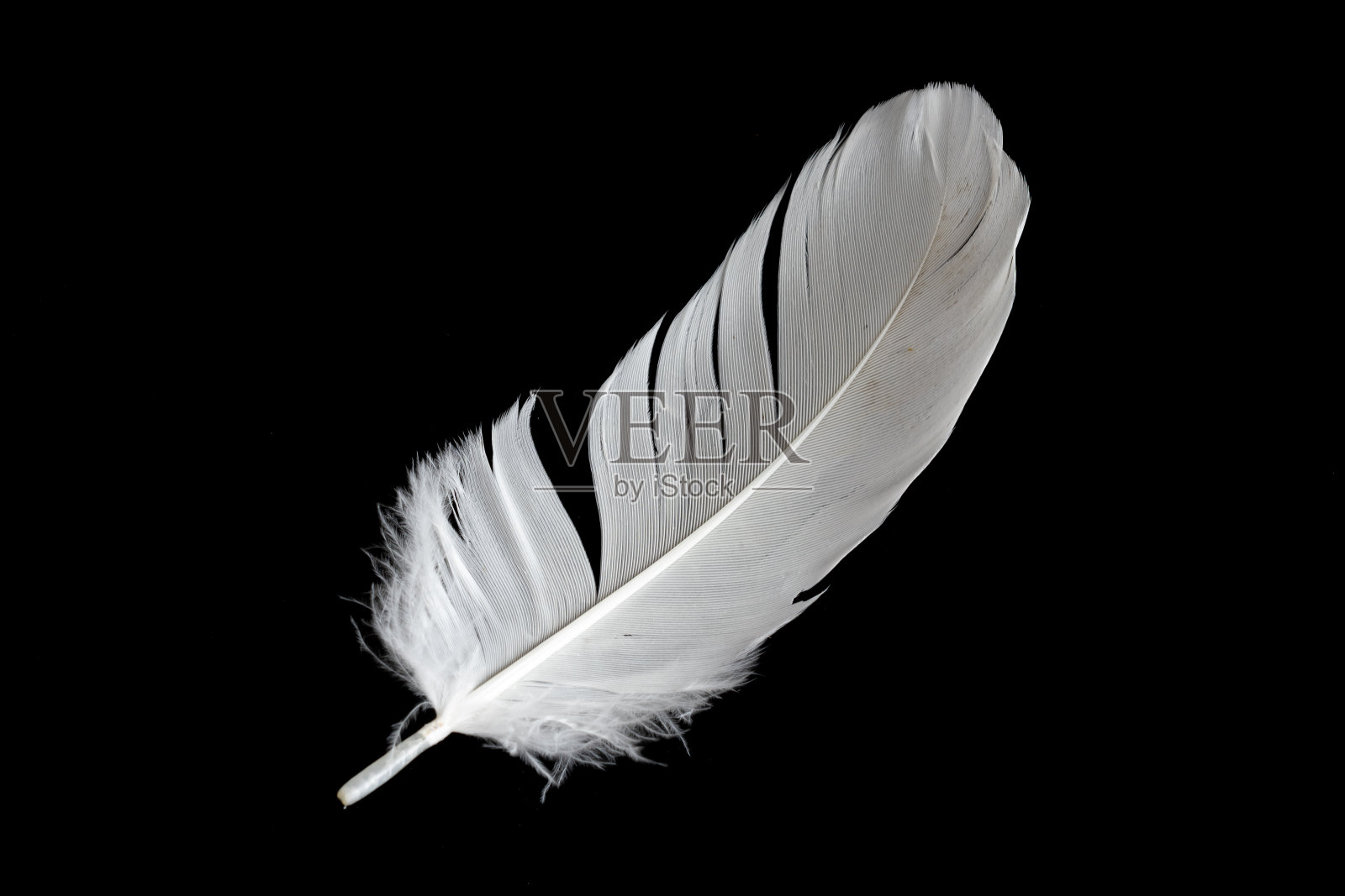 黑色背景下鹅的白色羽毛照片摄影图片