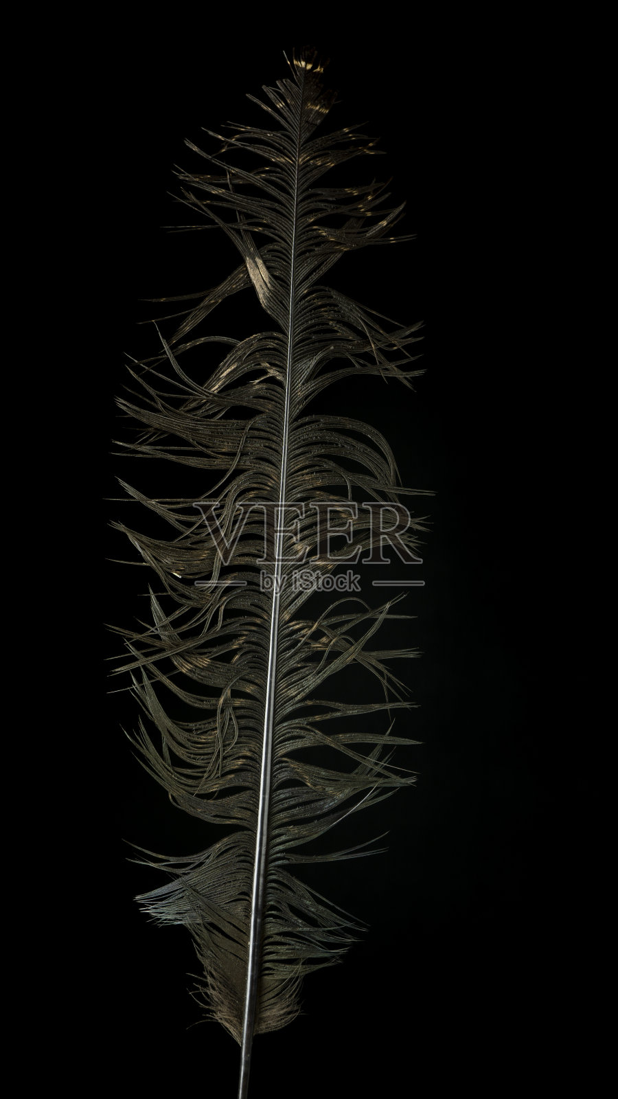 湿羽毛显示奇怪的纹理，细节和抽象的形状和模式照片摄影图片