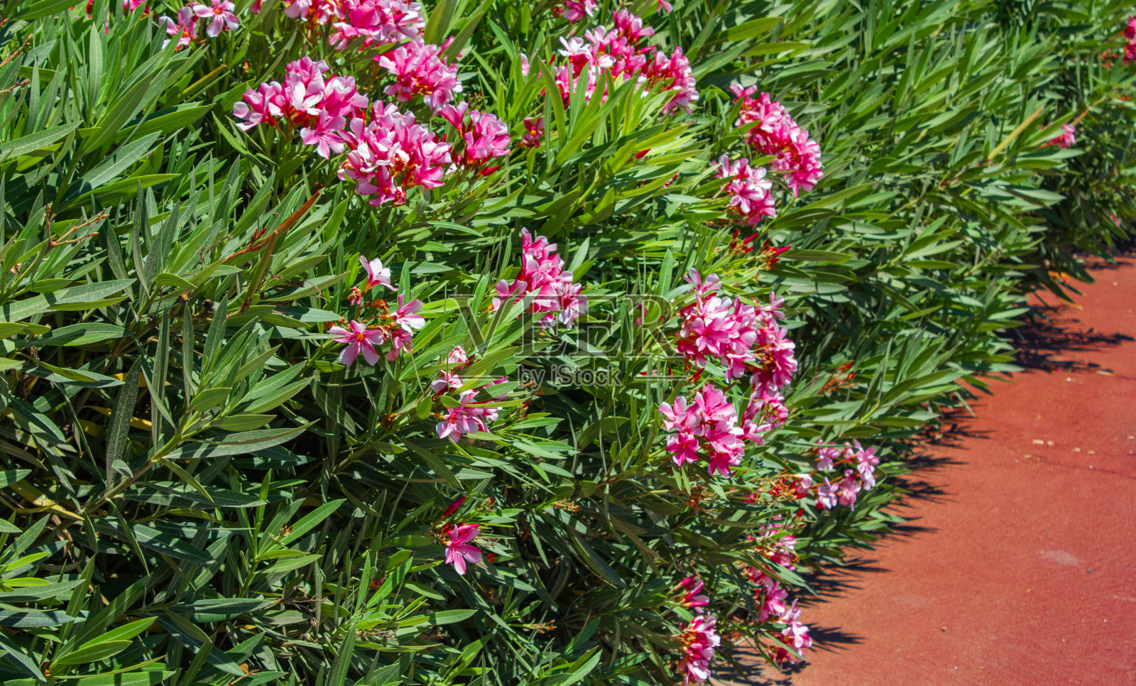 有粉红色花朵的夹竹桃树，夹竹桃属照片摄影图片