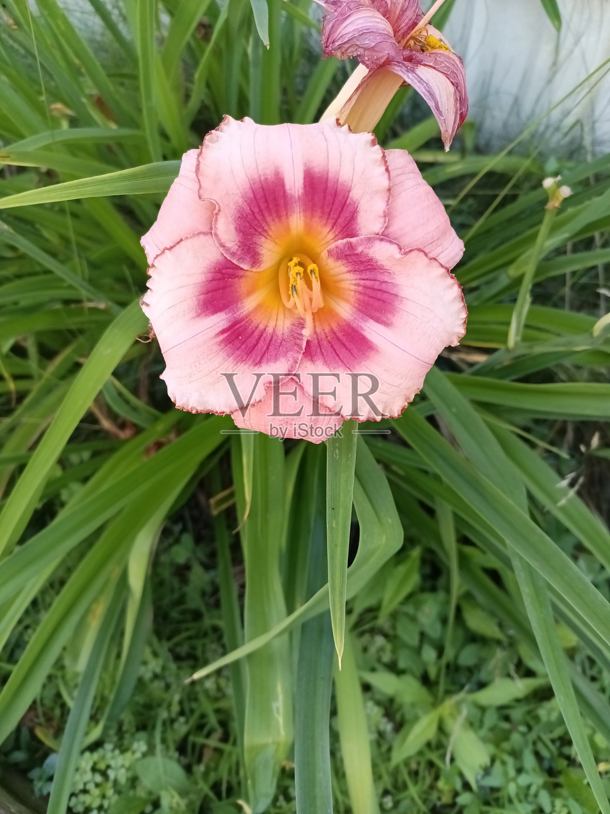 一天莉莉照片摄影图片