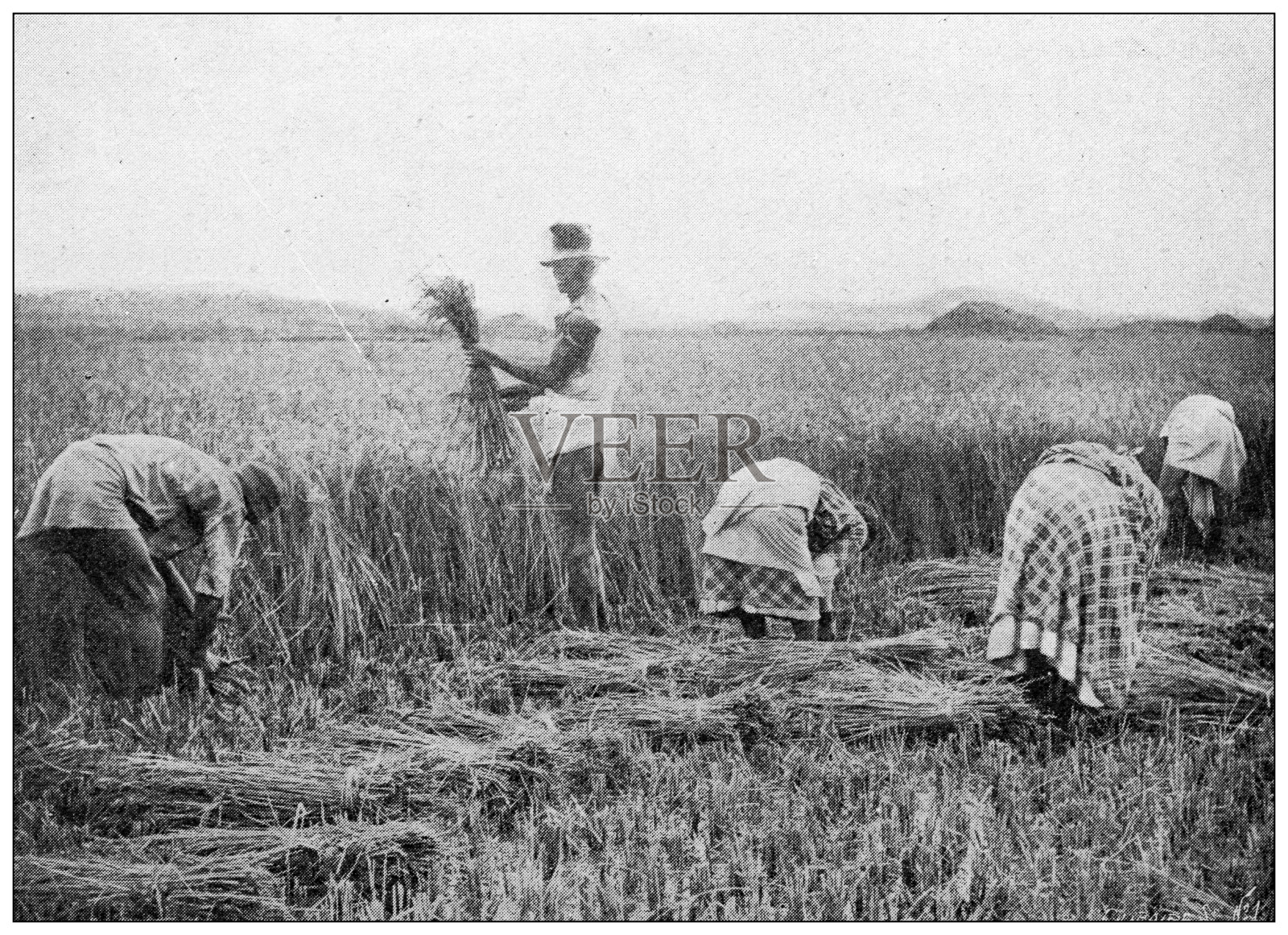 古董图:马达加斯加，收割稻米插画图片素材