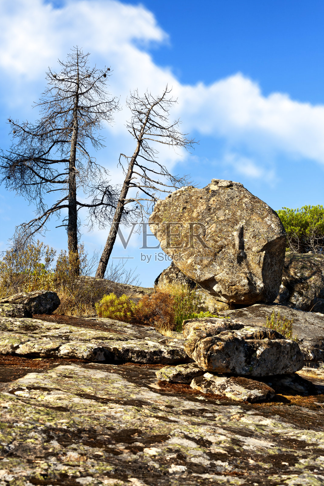 绿草照片摄影图片