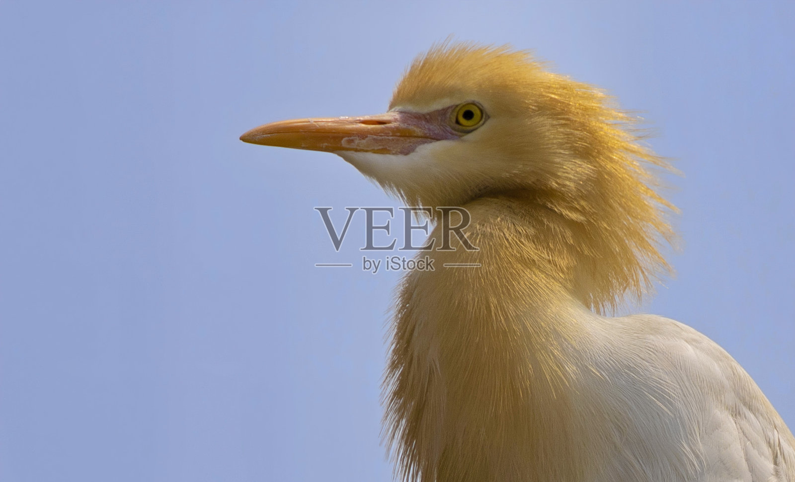 白牛额尔赫特肖像，在博卡拉的湖边，尼泊尔照片摄影图片