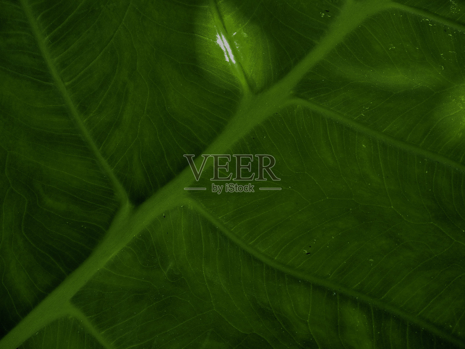 芋头植物绿叶背景和叶脉纹理照片摄影图片