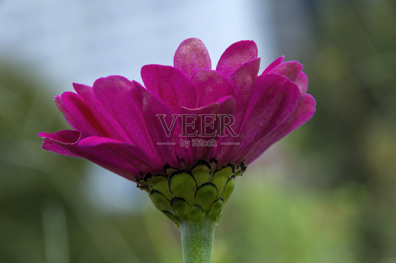 粉红色百日花对模糊的背景照片摄影图片