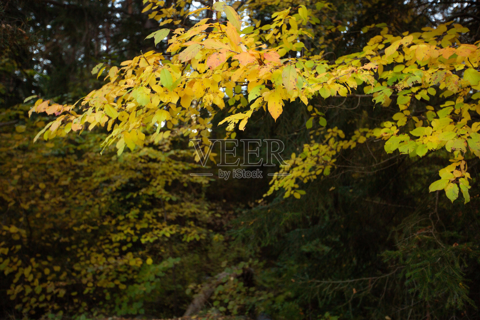 秋叶自然框架背景照片摄影图片