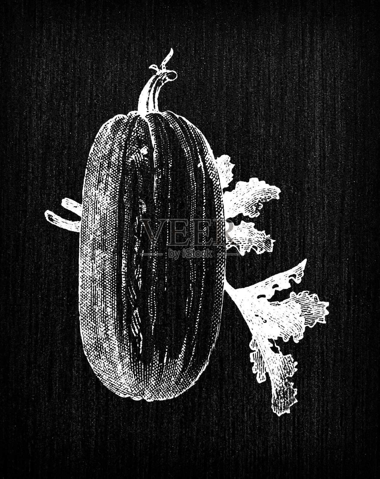 植物学蔬菜植物仿古雕刻插图:西葫芦插画图片素材