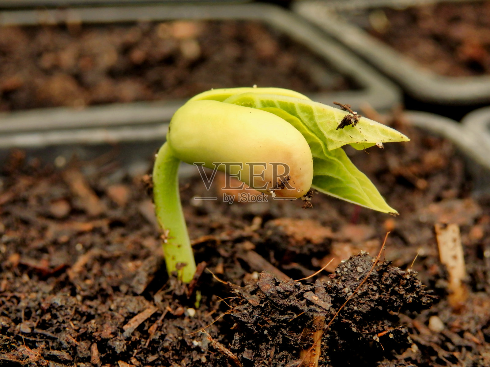 攀缘豆子照片摄影图片