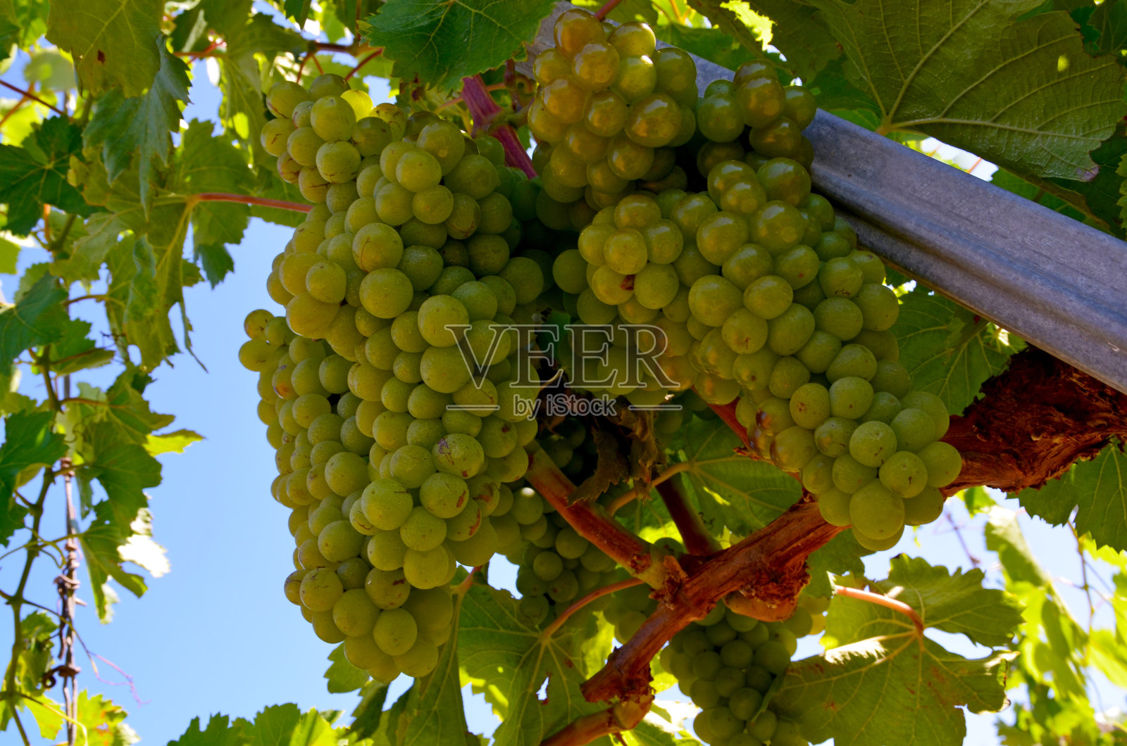 西班牙特内里费岛吉马尔葡萄园采摘前的白色成熟葡萄照片摄影图片