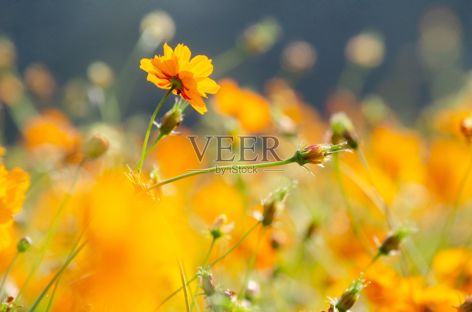 关闭美丽的橙色宇宙花在阳光下的模糊花园背景照片摄影图片