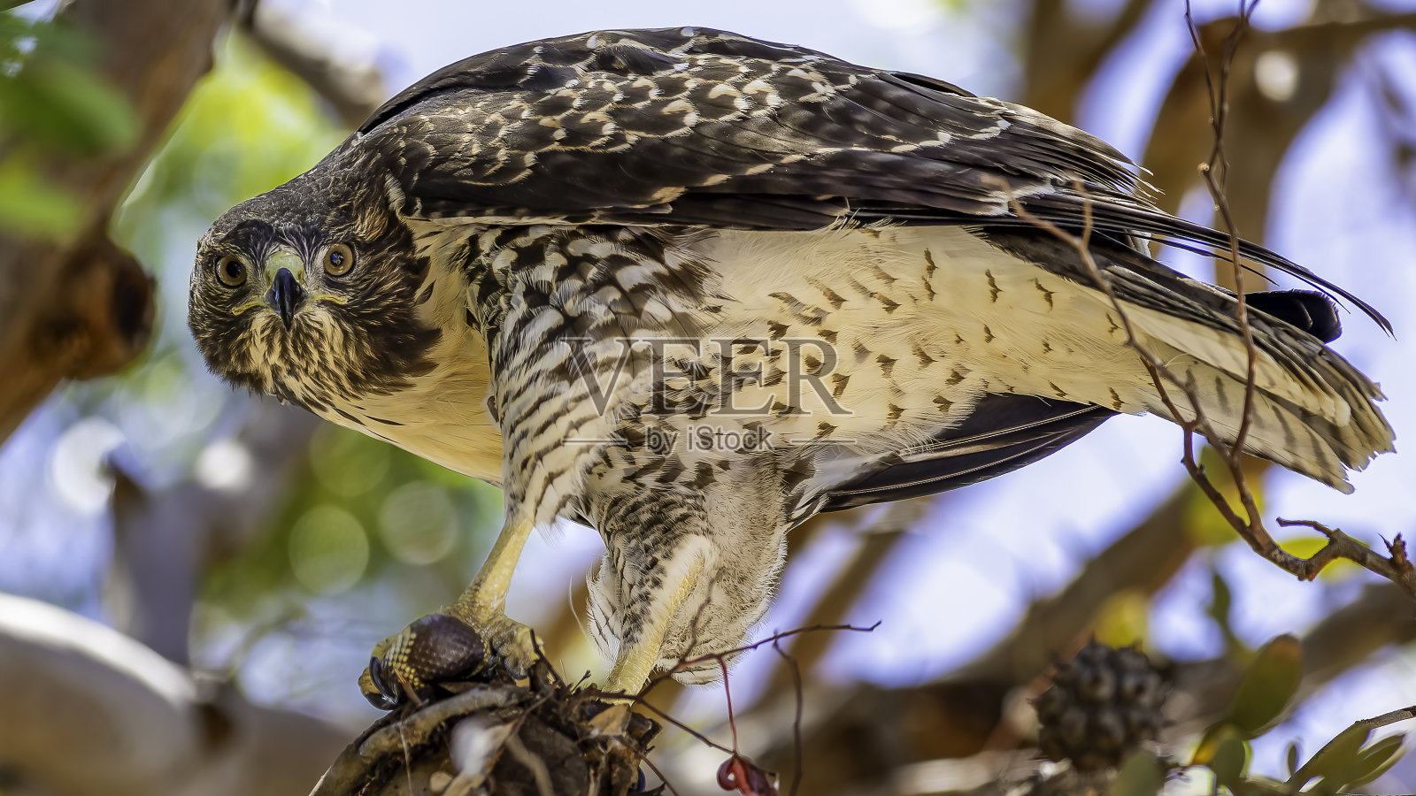 游隼在美国加州圣地亚哥县博尼塔吃蛇。照片摄影图片