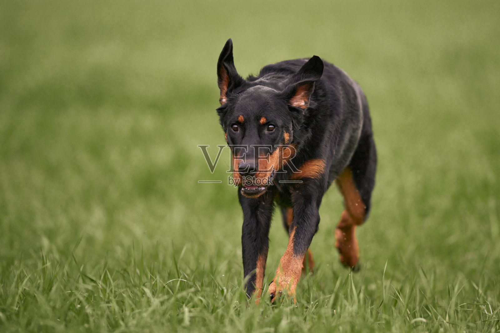 Beauceron狗照片摄影图片