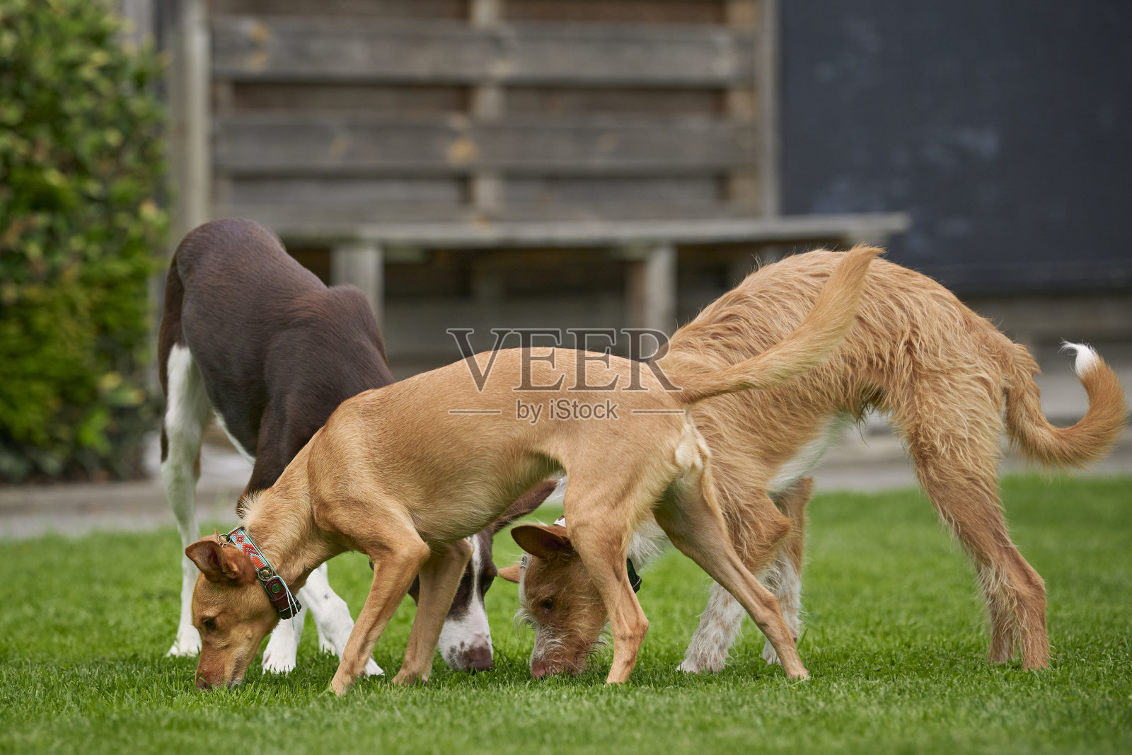波登科犬品种照片摄影图片