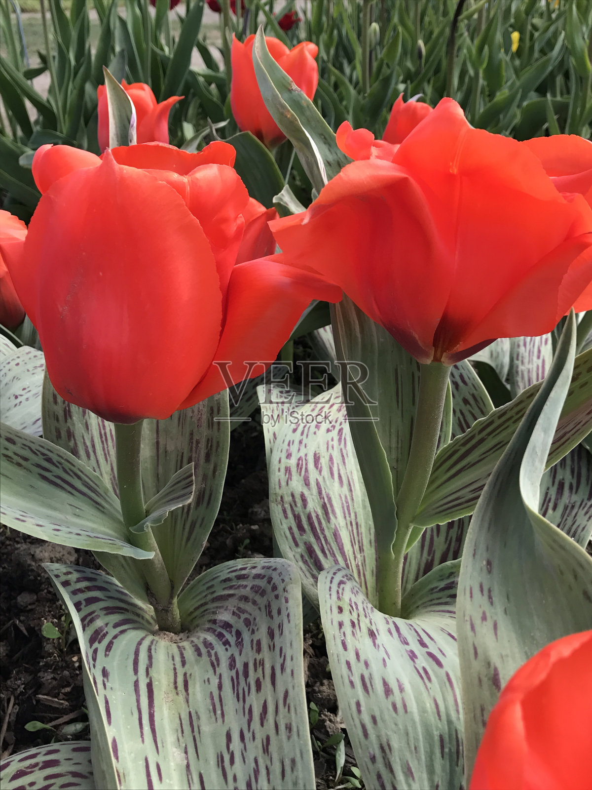 鲜红色郁金香照片摄影图片