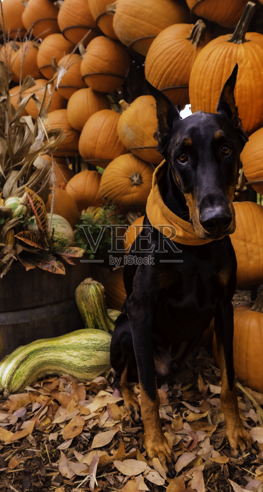 秋天的狗照片摄影图片