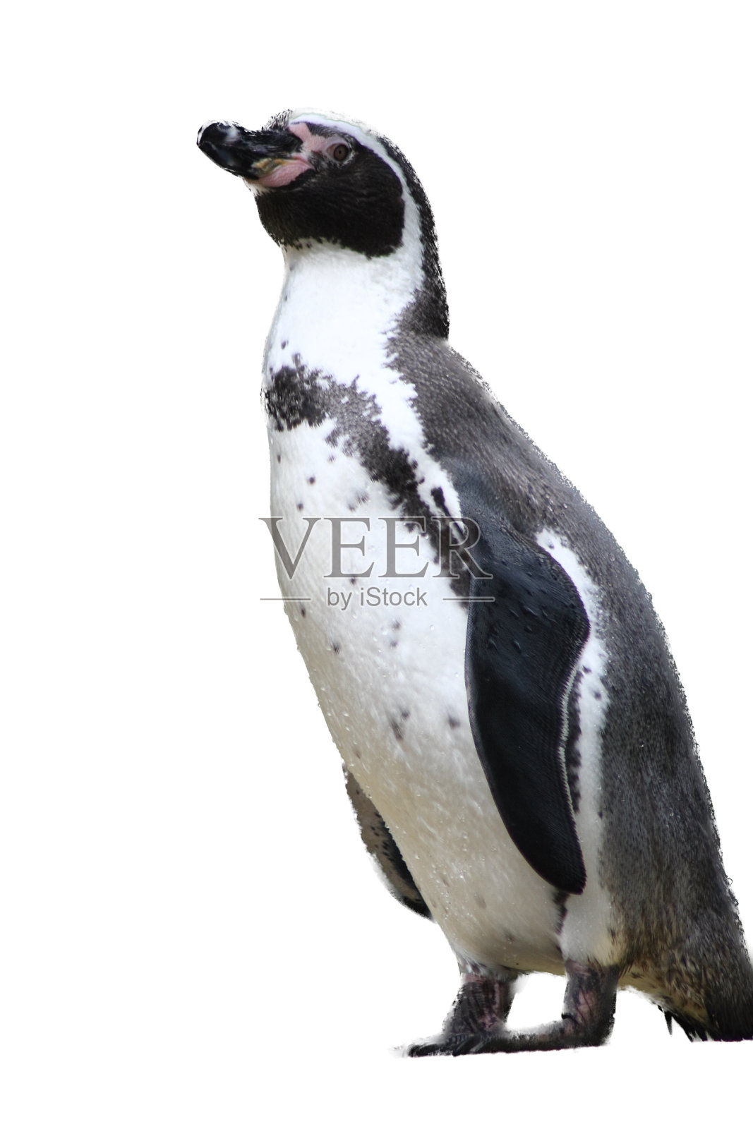 洪堡企鹅(Spheniscus humboldti)照片摄影图片