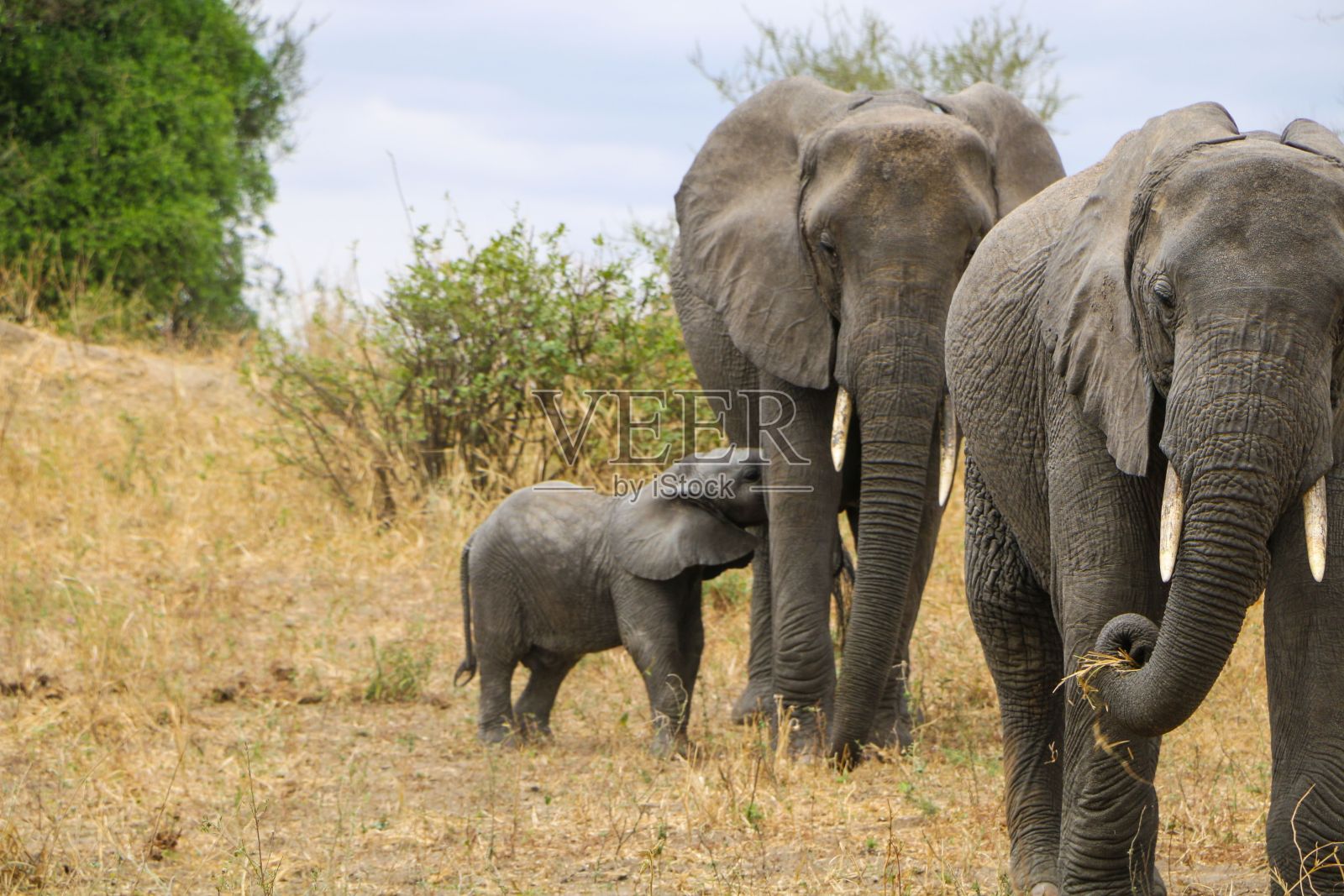非洲象在它们的自然栖息地近距离行走照片摄影图片