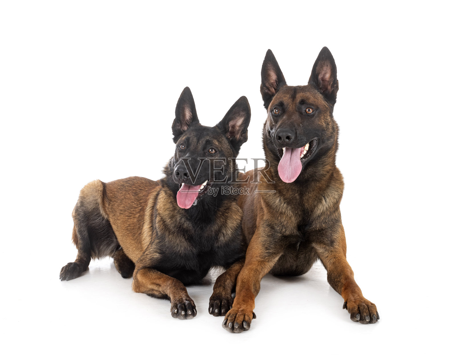 玛利诺犬在演播室照片摄影图片