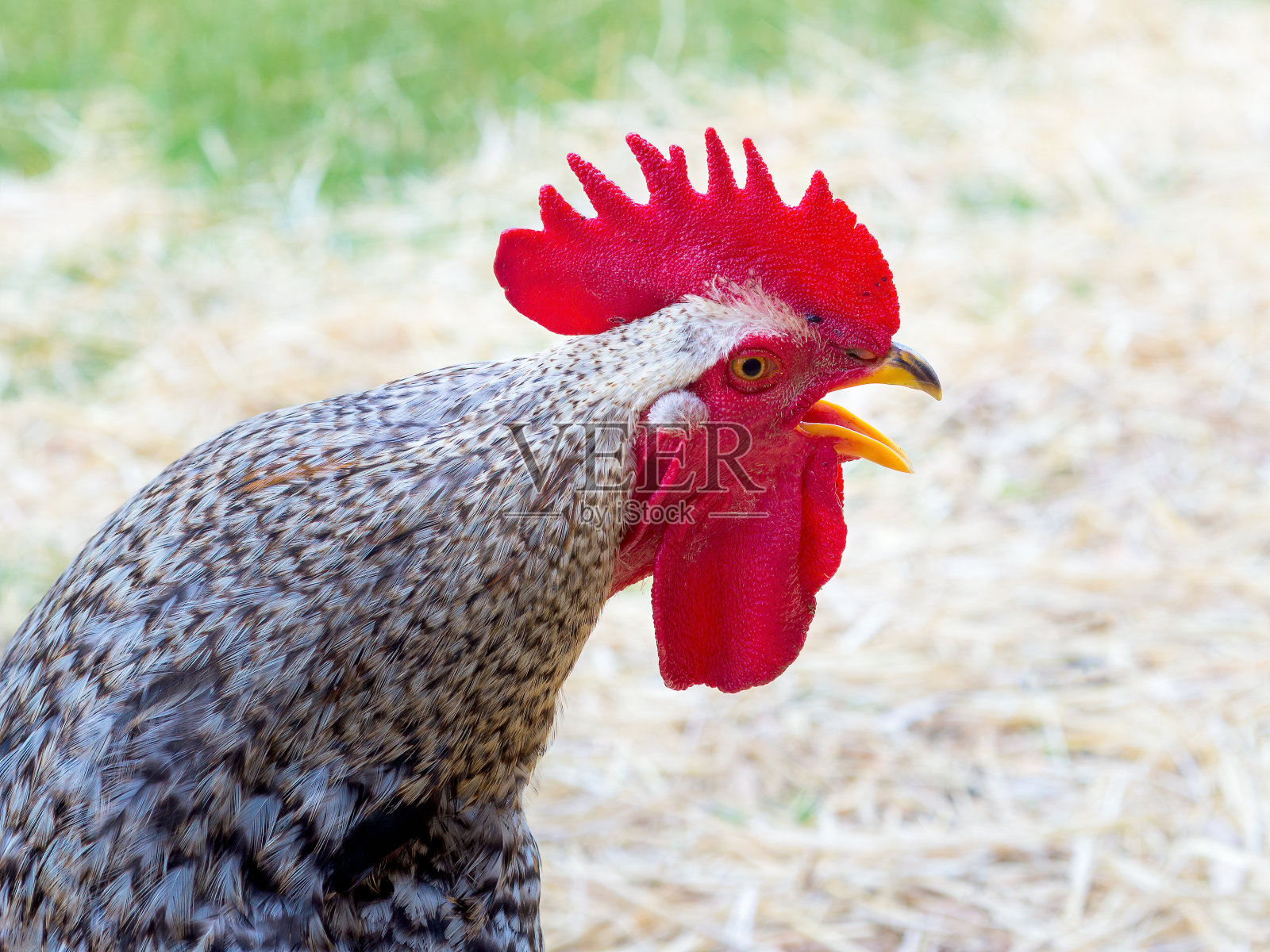 红公鸡照片摄影图片