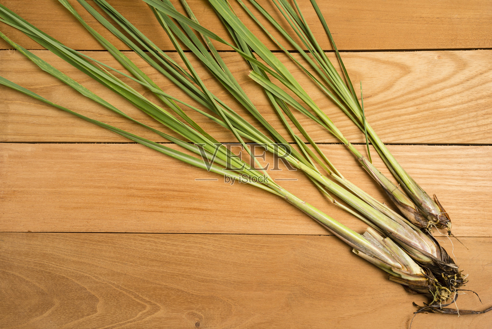 香茅草本植物照片摄影图片
