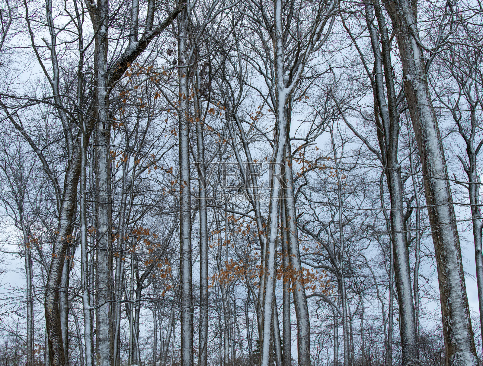 森林在冬天照片摄影图片