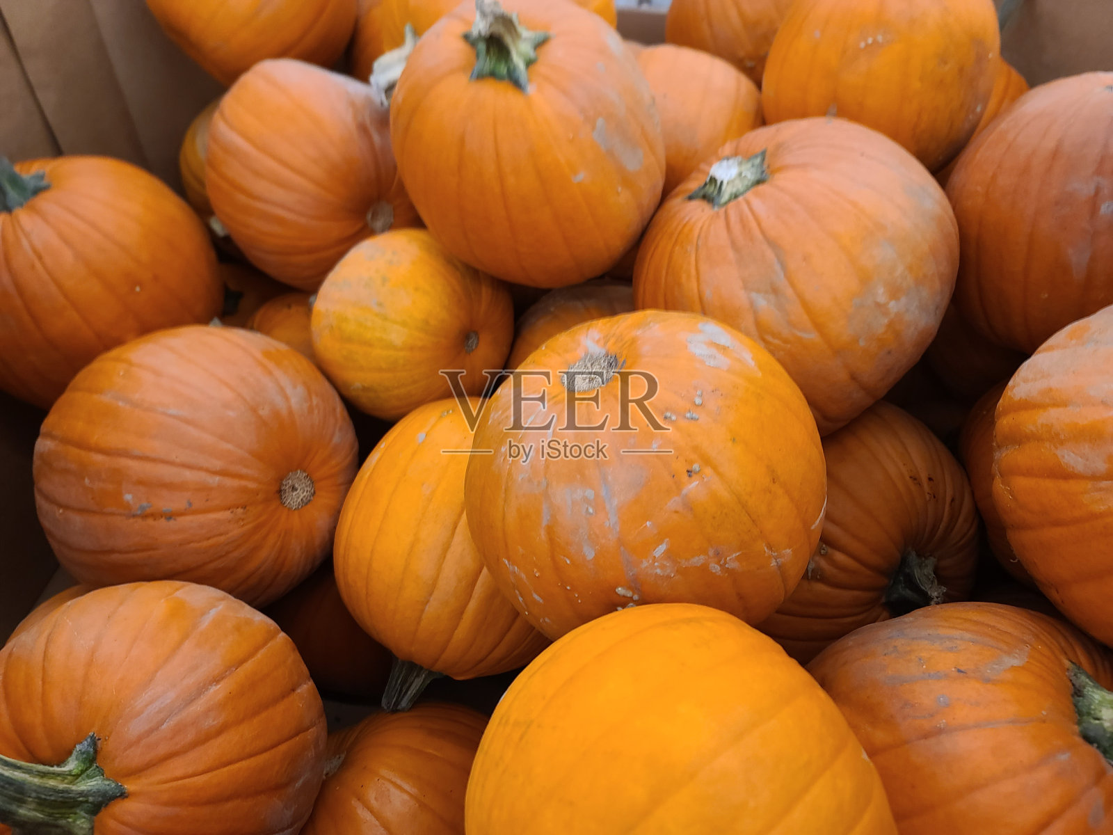 一批南瓜照片摄影图片